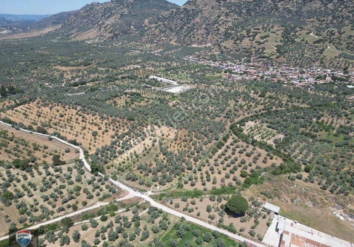 Aydın Germencik Ömerbeyli De Satılık 12 Dönüm Zeytin Bahçesi - Görsel 21