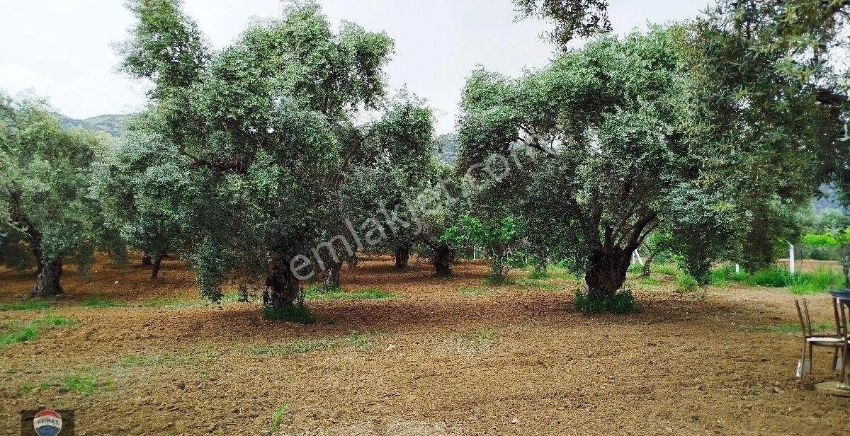 Aydın Germencik Ömerbeyli De Satılık 12 Dönüm Zeytin Bahçesi - Görsel 15