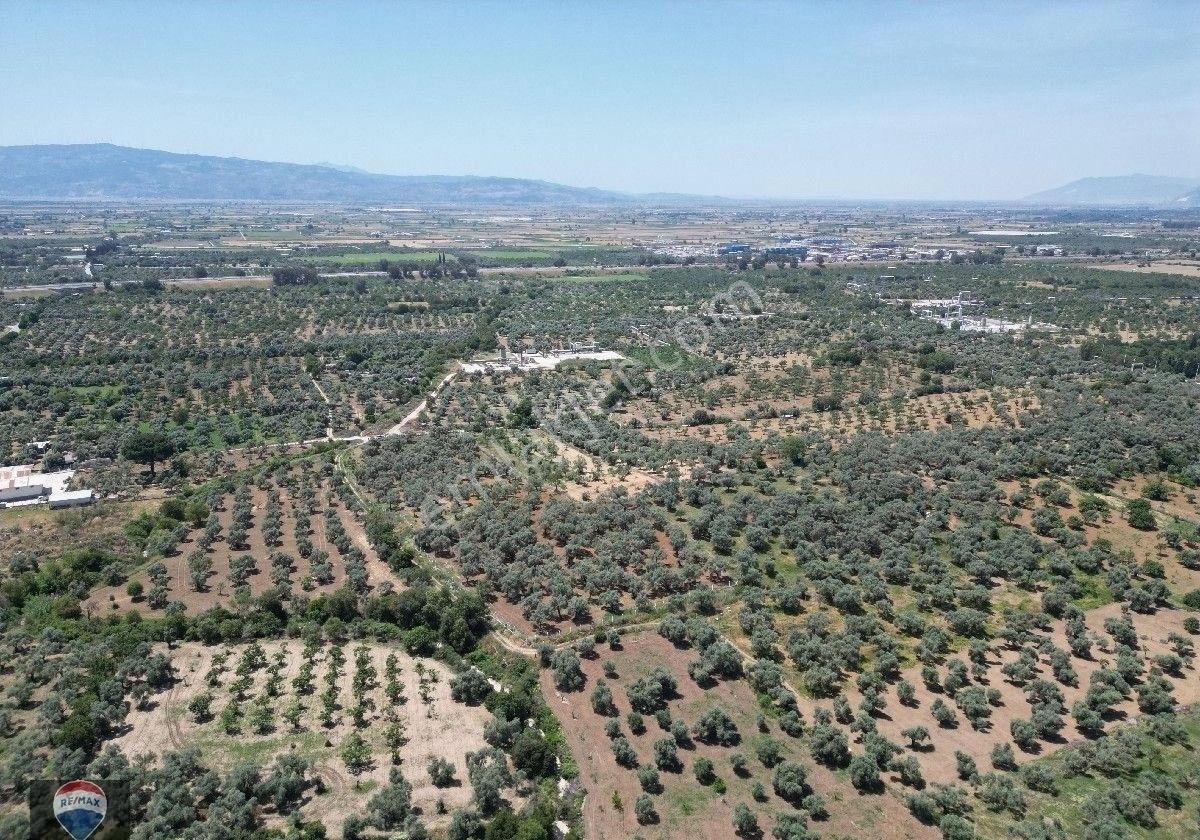 Aydın Germencik Ömerbeyli De Satılık 12 Dönüm Zeytin Bahçesi - Görsel 4