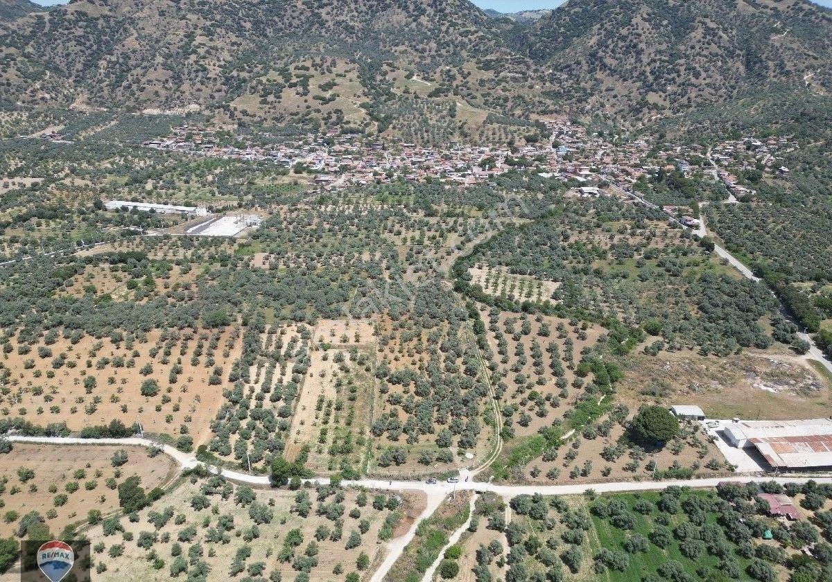 Aydın Germencik Ömerbeyli De Satılık 12 Dönüm Zeytin Bahçesi - Görsel 12
