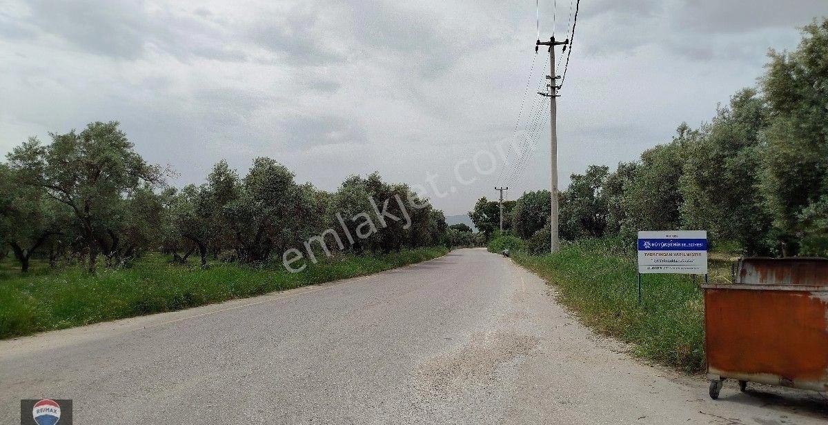 Aydın Germencik Ömerbeyli De Satılık 12 Dönüm Zeytin Bahçesi - Görsel 7