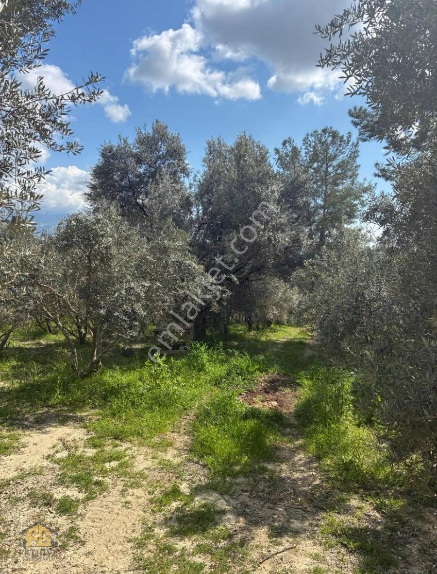 Seydikemer Seydilerde Fırsat Tek Tapu 2.561m2 Satılık Arazi️ - Görsel 4