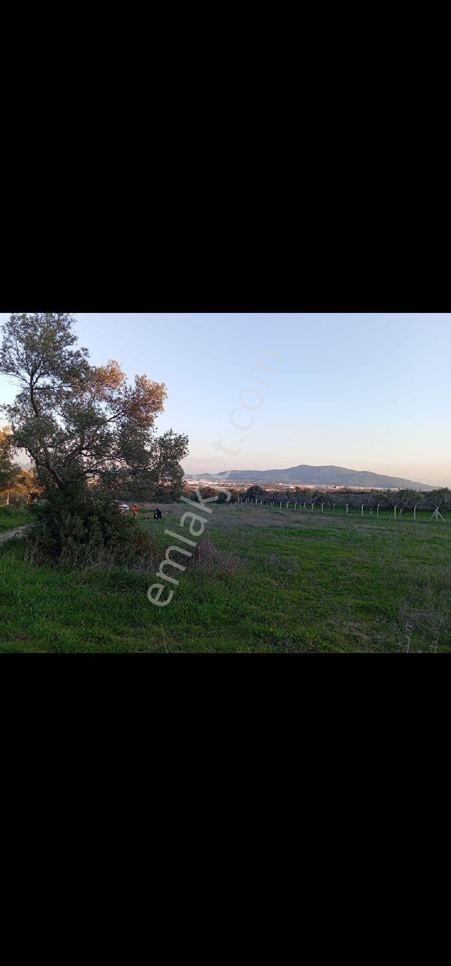 İzmir Torbalı 1224 Metrekare Arazi - Görsel 3