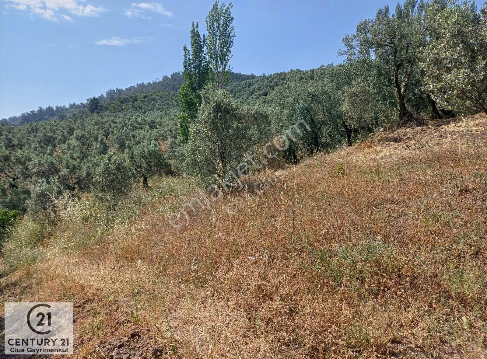 Yeni Köy'de 240 M² Hobi Bahçesi İmkanlı Tarla - Asfalt Yakını - Görsel 3