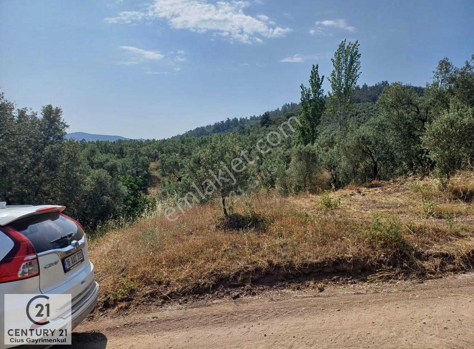 Yeni Köy'de 240 M² Hobi Bahçesi İmkanlı Tarla - Asfalt Yakını