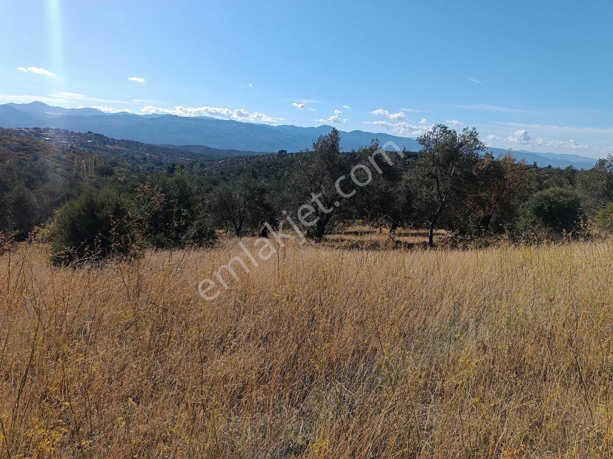 Havran Tepeoba Köyünde Satılık 2243 M2 Zeytinlik - Görsel 5