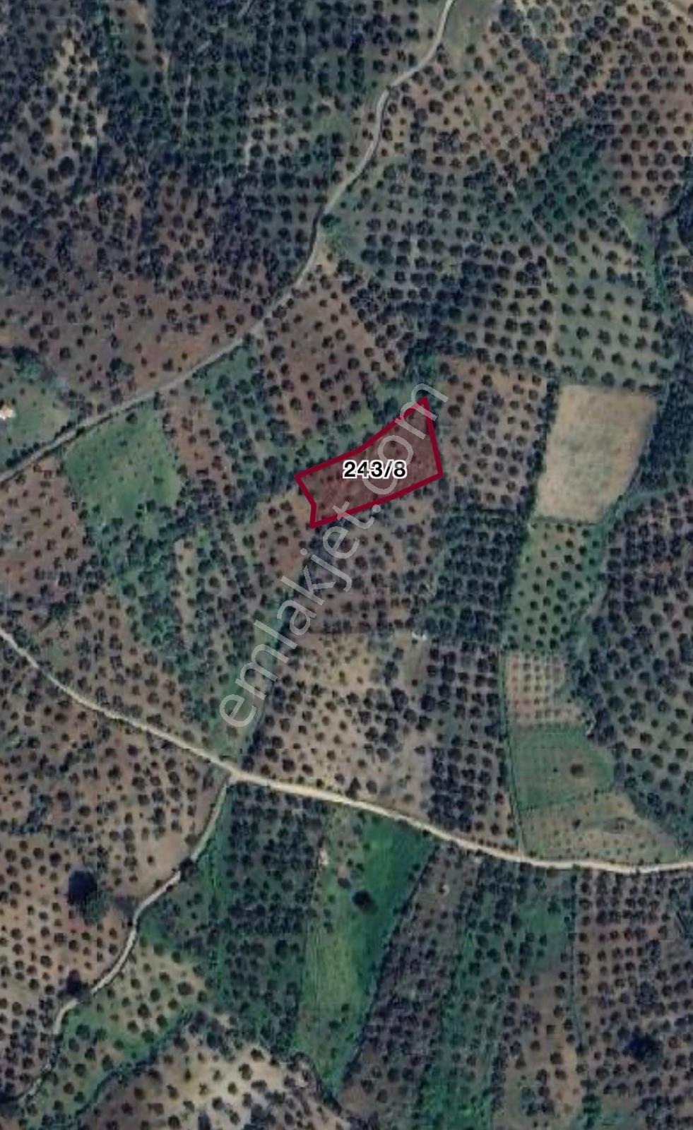 Havran Tepeoba Köyünde Satılık 2243 M2 Zeytinlik - Görsel 2