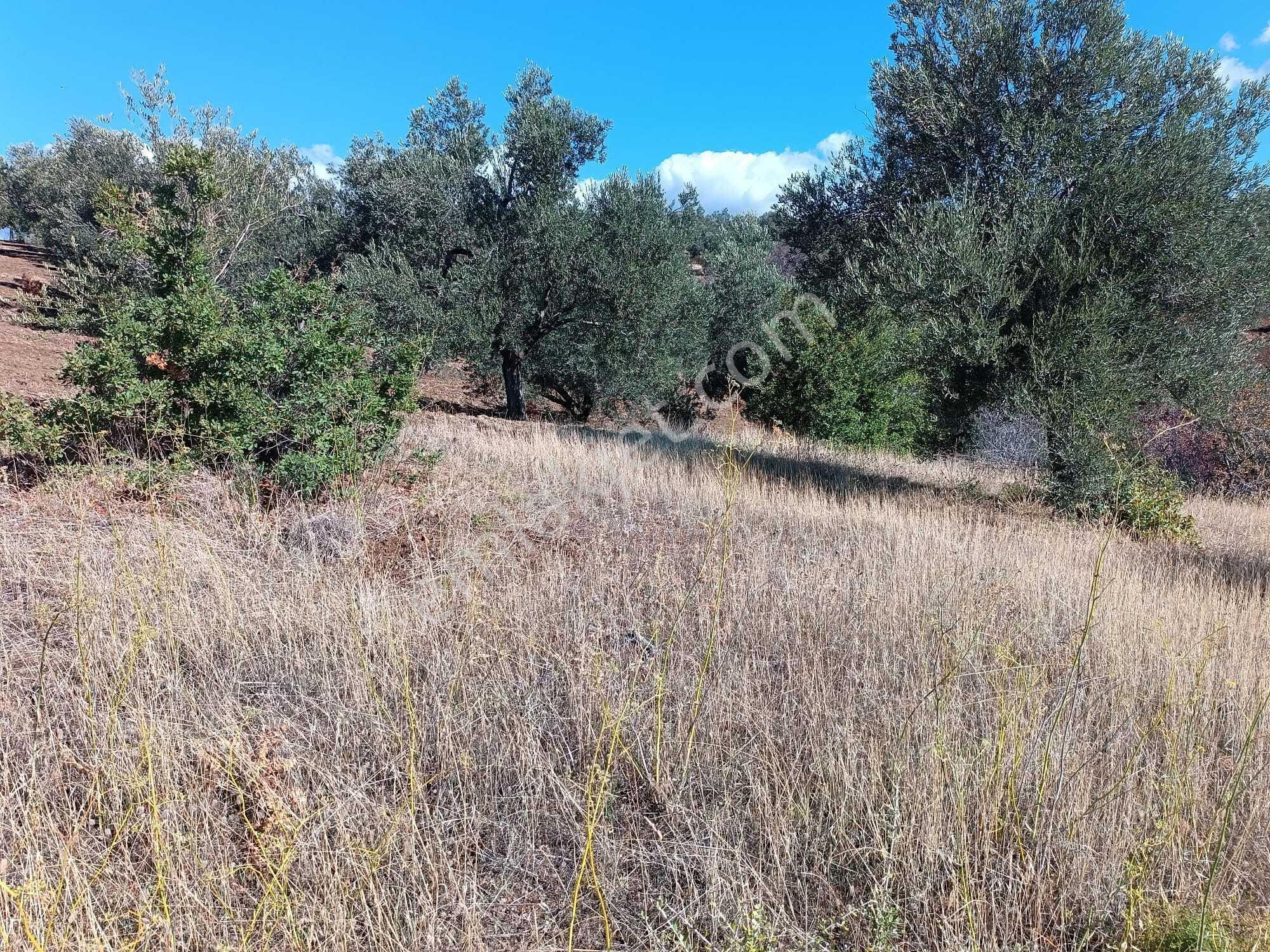 Havran Tepeoba Köyünde Satılık 2243 M2 Zeytinlik - Görsel 6