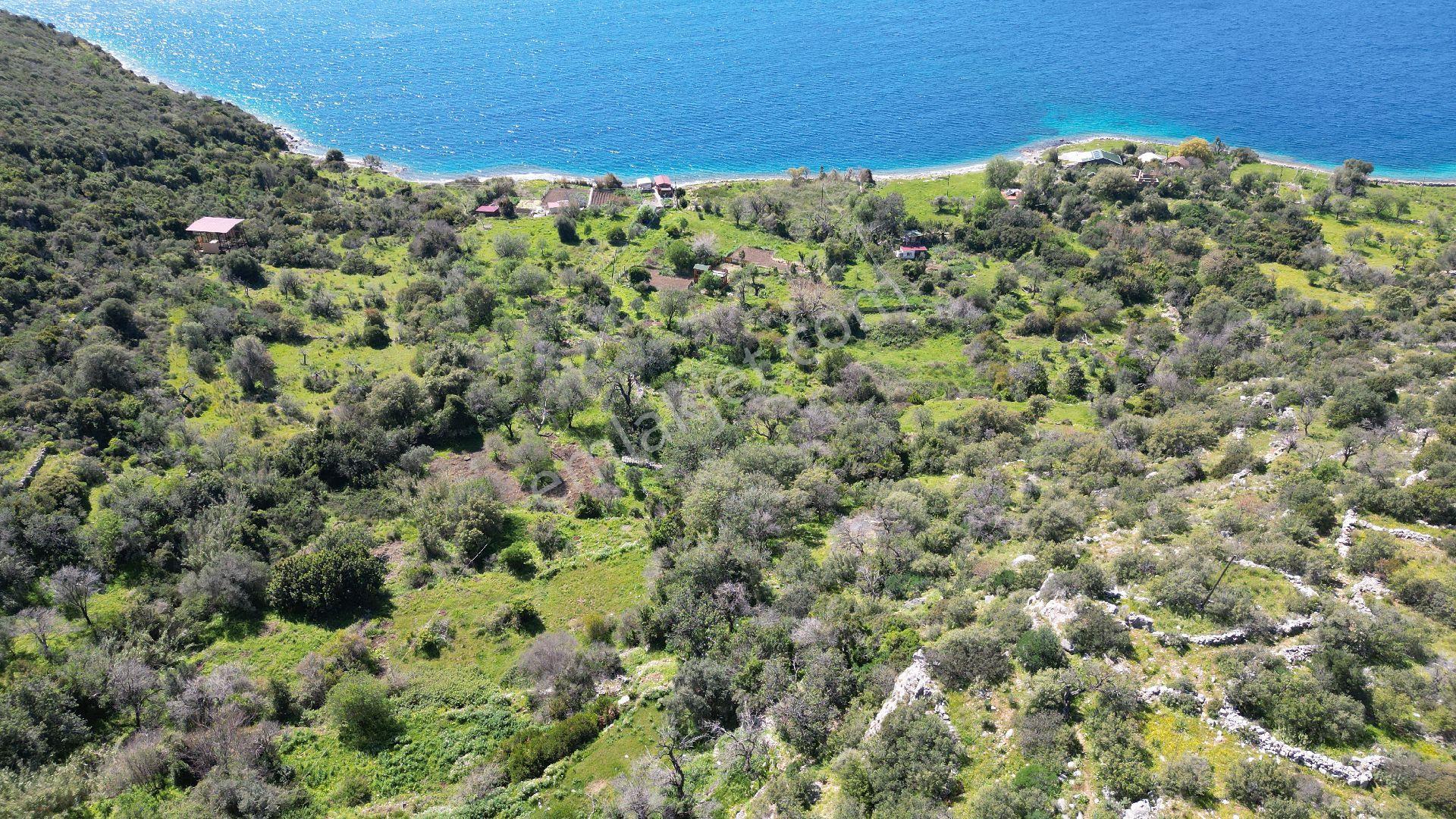 Joker: Marmaris Söğüt Denize 90 Metre Yakınlıkta Manzaralı Tarla - Görsel 14