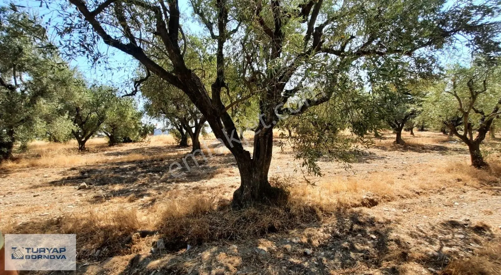 Manisa Turgutlu Avşar'da 279 M2 Konut İmarlı Satılık Arsa - Görsel 3