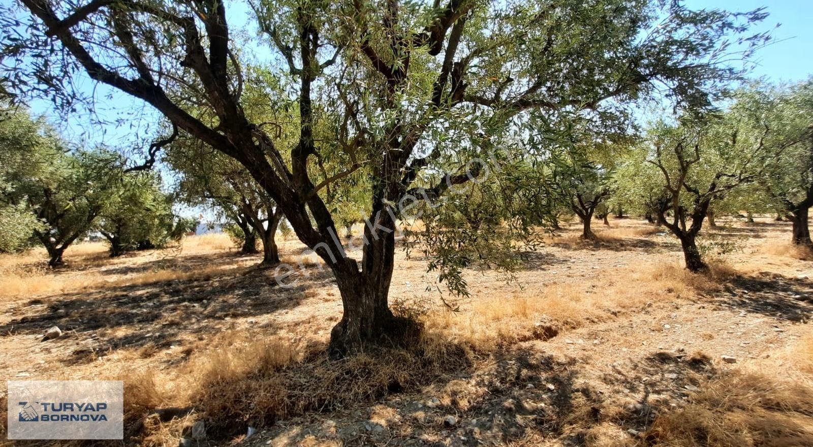 Manisa Turgutlu Avşar'da 424 M2 Satılık Arsa - Görsel 3