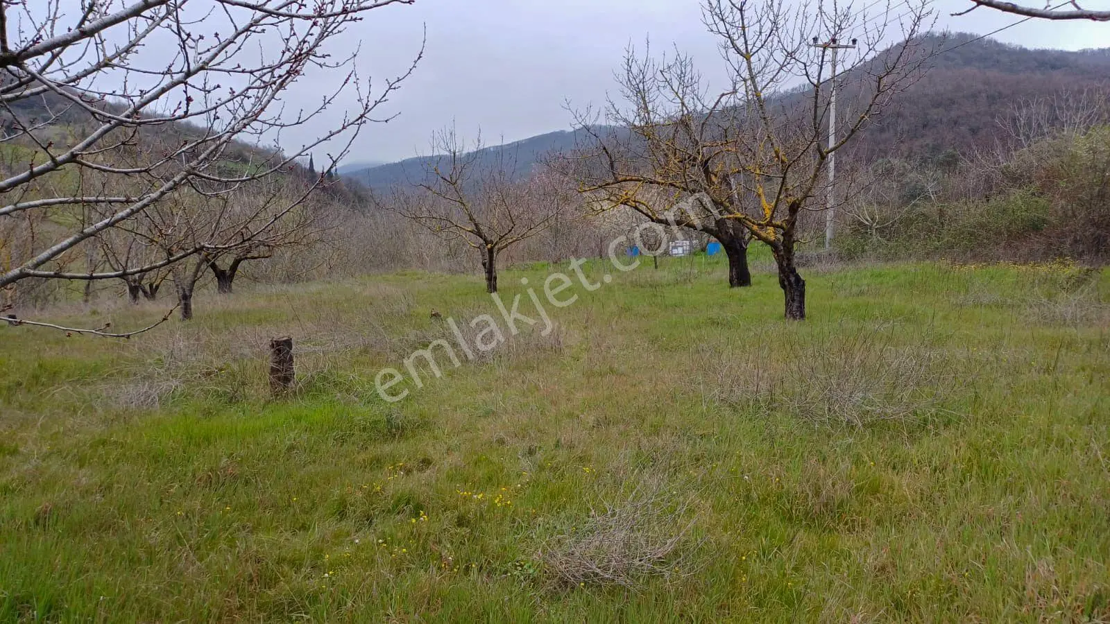 Uzmanlar'dan Akçat 1164 M2 Satılık %5 İmarlı Meyve Bahçesi - Görsel 2