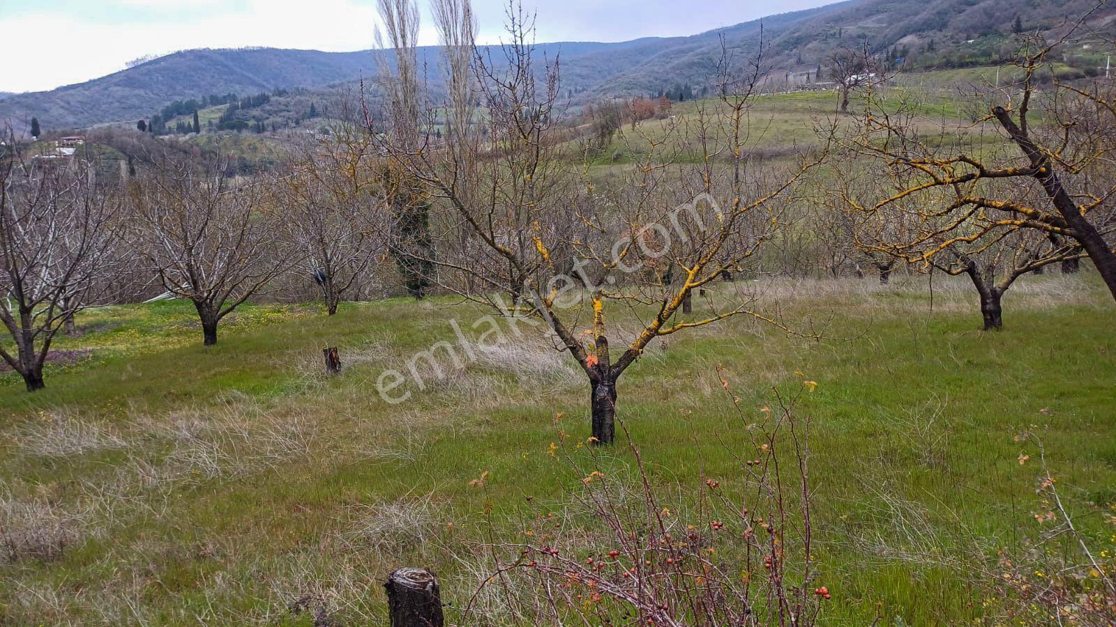 Uzmanlar'dan Akçat 1164 M2 Satılık %5 İmarlı Meyve Bahçesi - Görsel 9