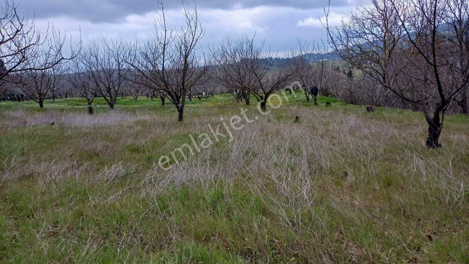 Uzmanlar'dan Akçat 1164 M2 Satılık %5 İmarlı Meyve Bahçesi - Görsel 5