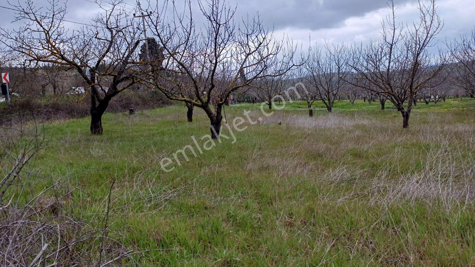 Uzmanlar'dan Akçat 1164 M2 Satılık %5 İmarlı Meyve Bahçesi - Görsel 6