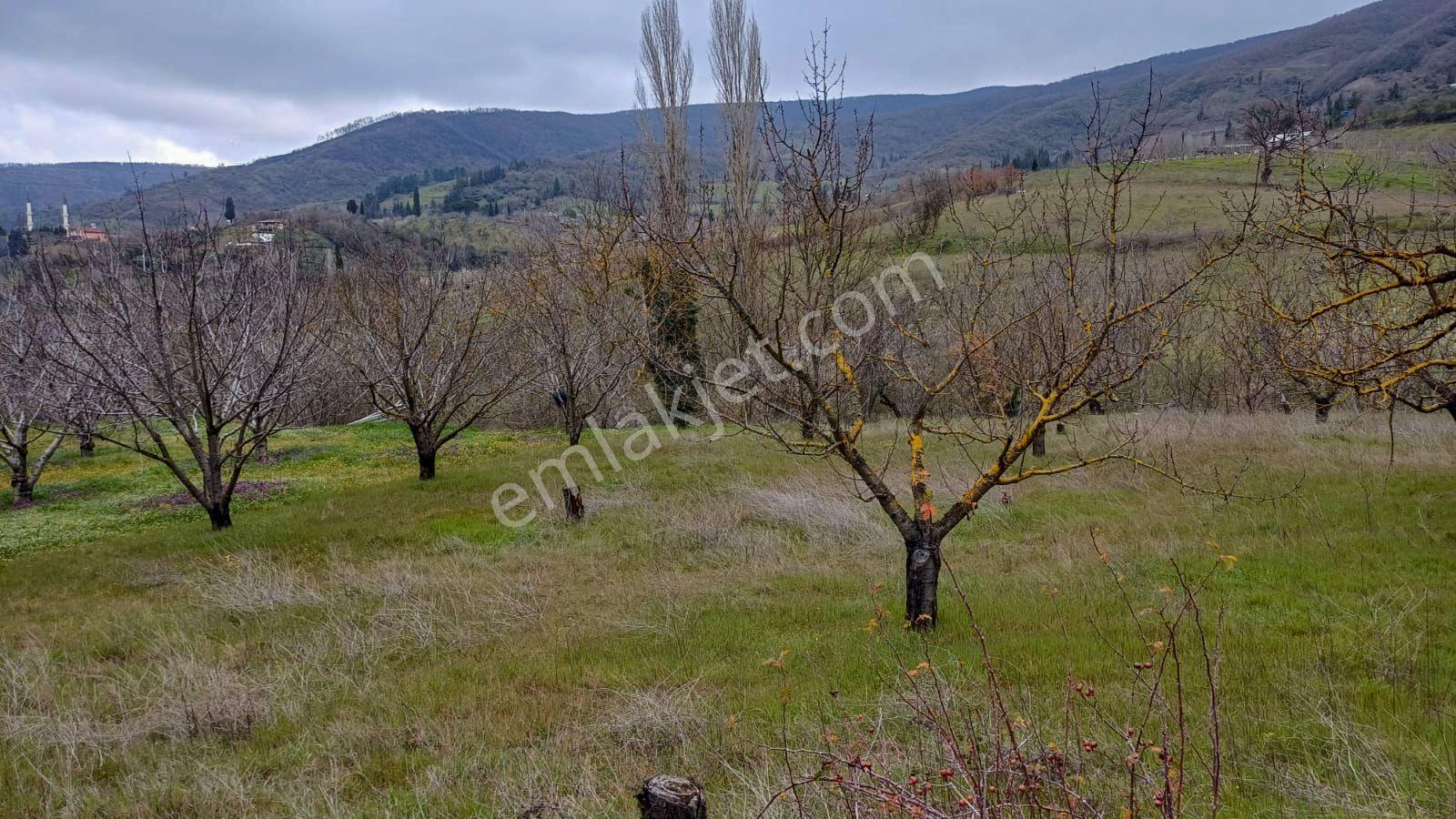 Uzmanlar'dan Akçat 1164 M2 Satılık %5 İmarlı Meyve Bahçesi - Görsel 8