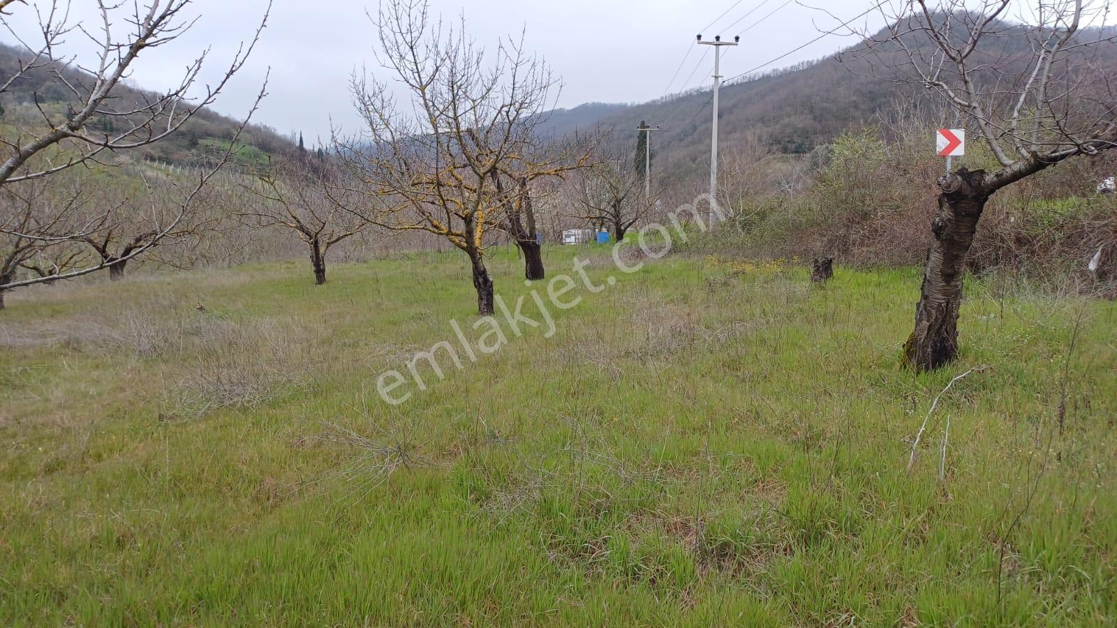 Uzmanlar'dan Akçat 1164 M2 Satılık %5 İmarlı Meyve Bahçesi - Görsel 7