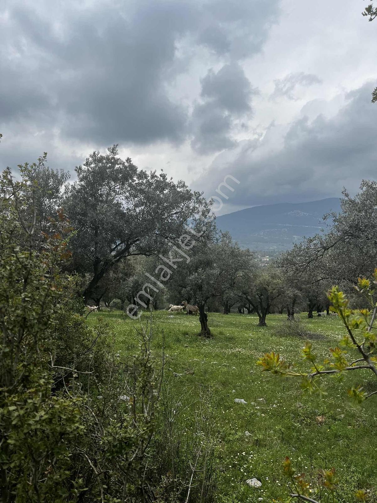 Muğla Menteşe Yeşilyurt Mah. Satılık Tarla - Görsel 10