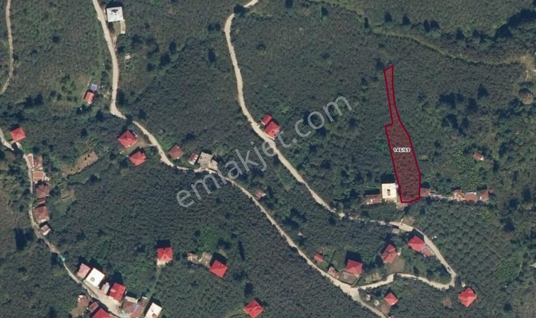Vavien Emlak'tan Bahçeli Köyü İçerisinde Satılık Fındık Bahçesi