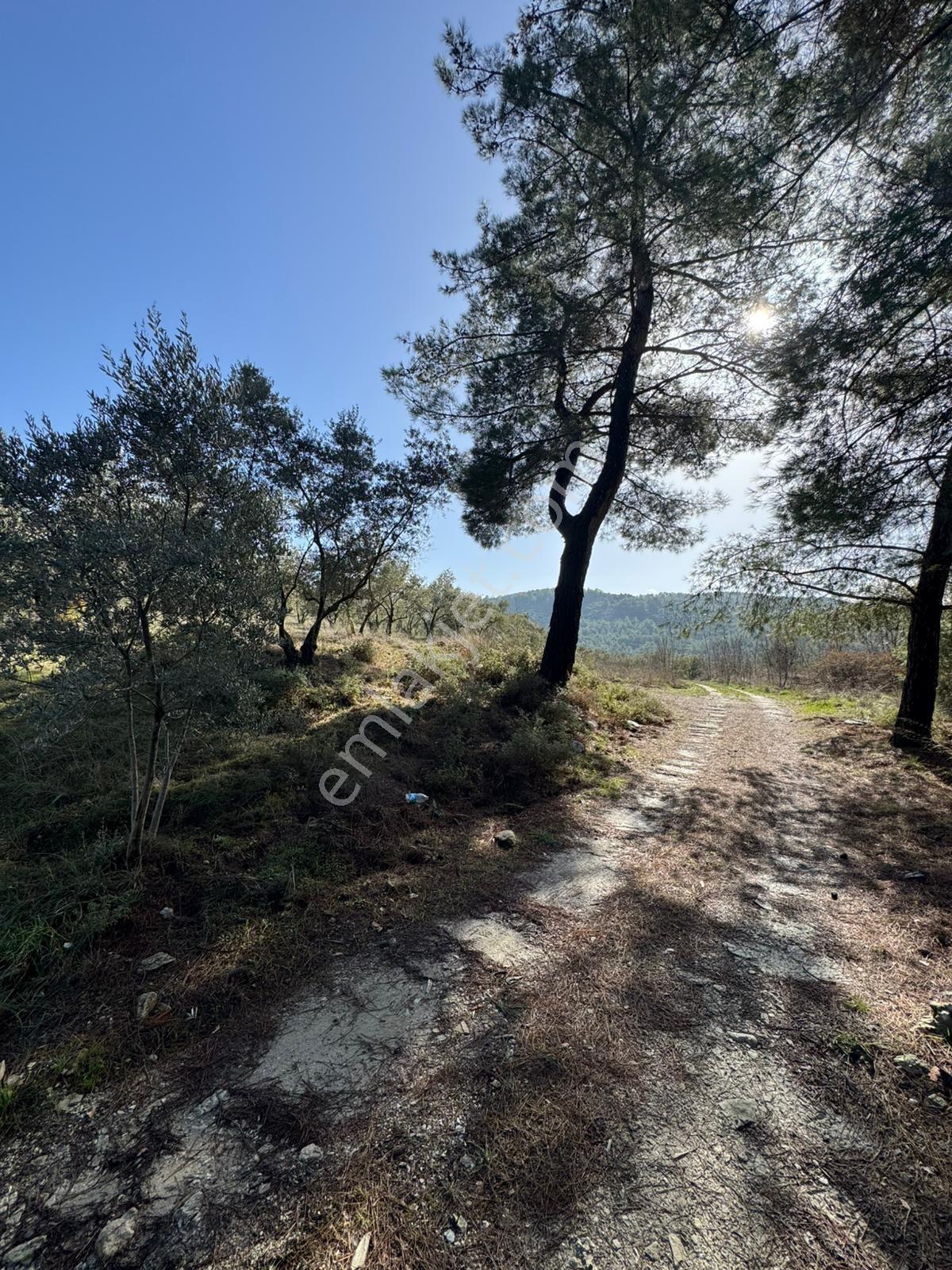Bodrum-yatağan Karayolu'na Sıfır Konumda 4580 M² Muhteşem Tarla - Görsel 2