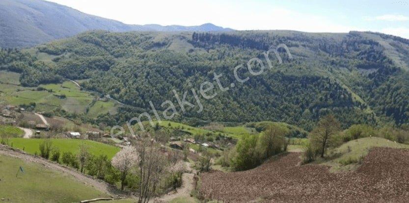 Samsun Alaçam Demircideresi Köyü'nde 5542 M2 Satılık Tarla