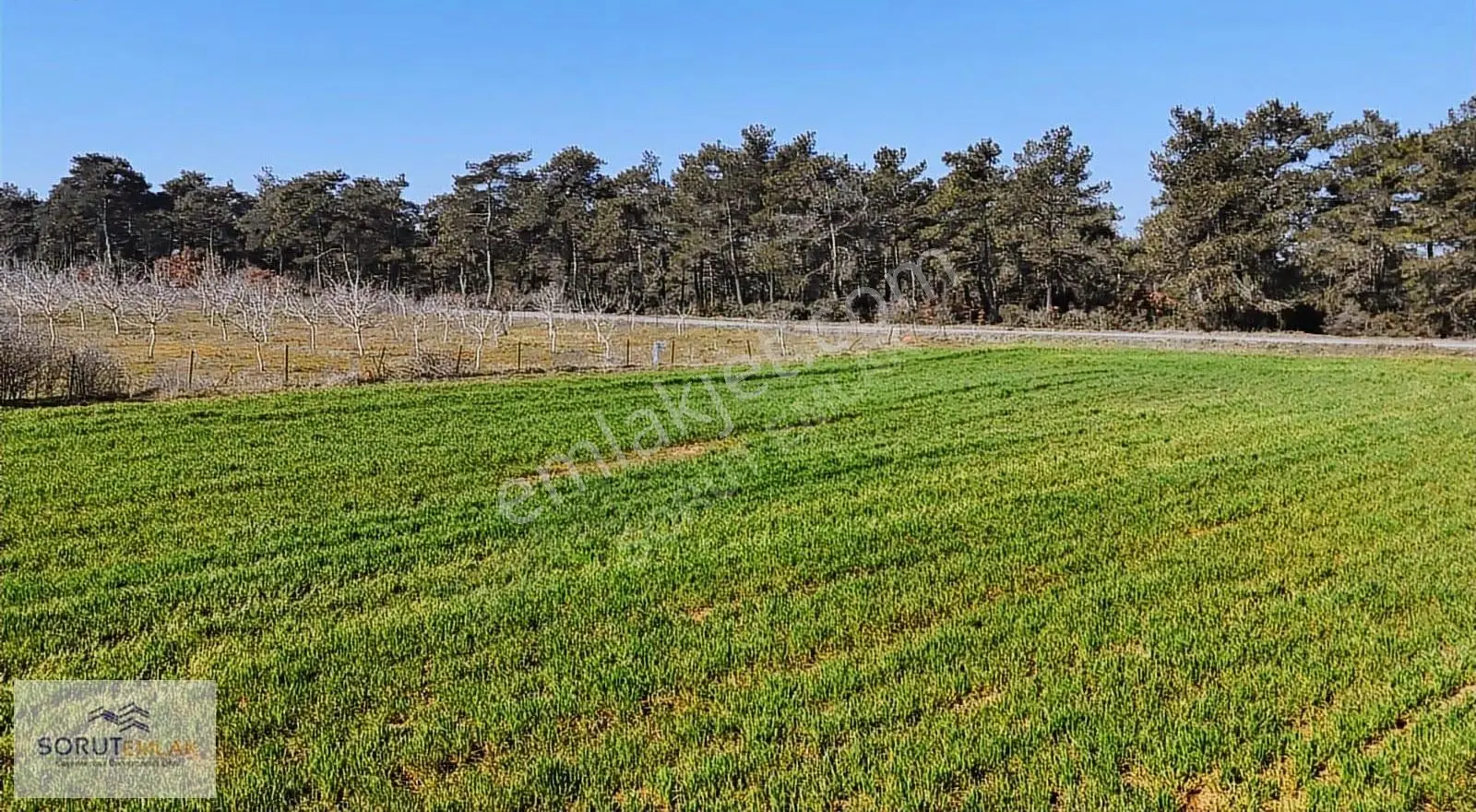 Ana Yola Cepheli, Orman Manzaralı 5764m² Yatırımlık Tarla - Görsel 3