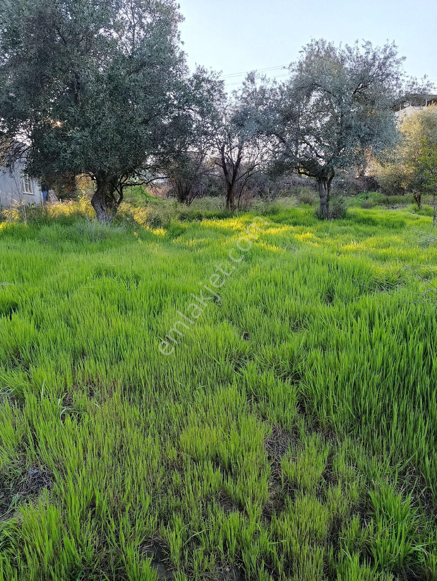 Çölgezenden Yenicede Satılık Arsa
