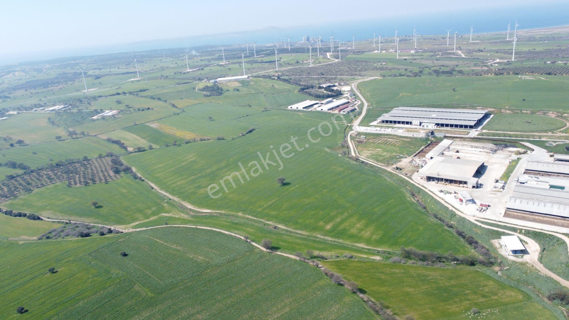 Çanakkale Ezine Üvecik Köyü'nde 216 Dönüm Tek Parça Tarla - Görsel 12