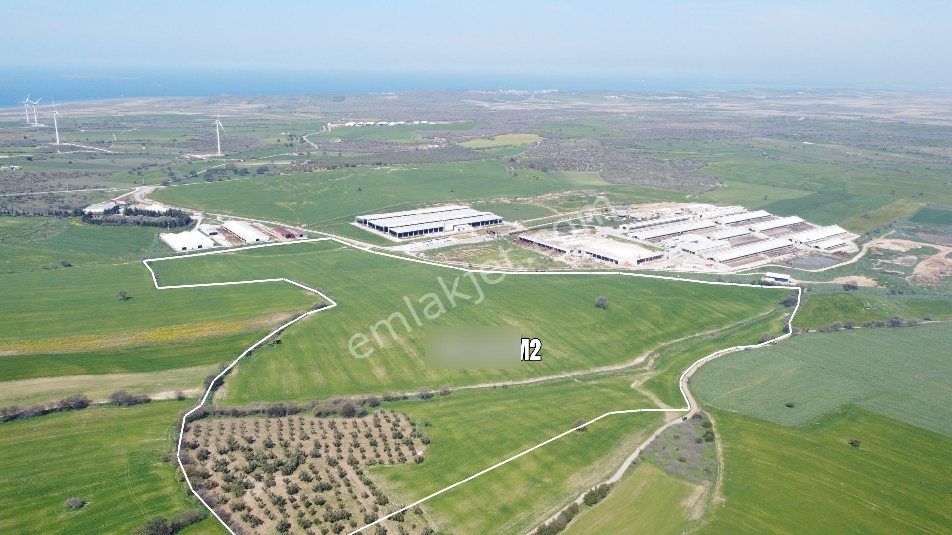 Çanakkale Ezine Üvecik Köyü'nde 216 Dönüm Tek Parça Tarla - Görsel 4