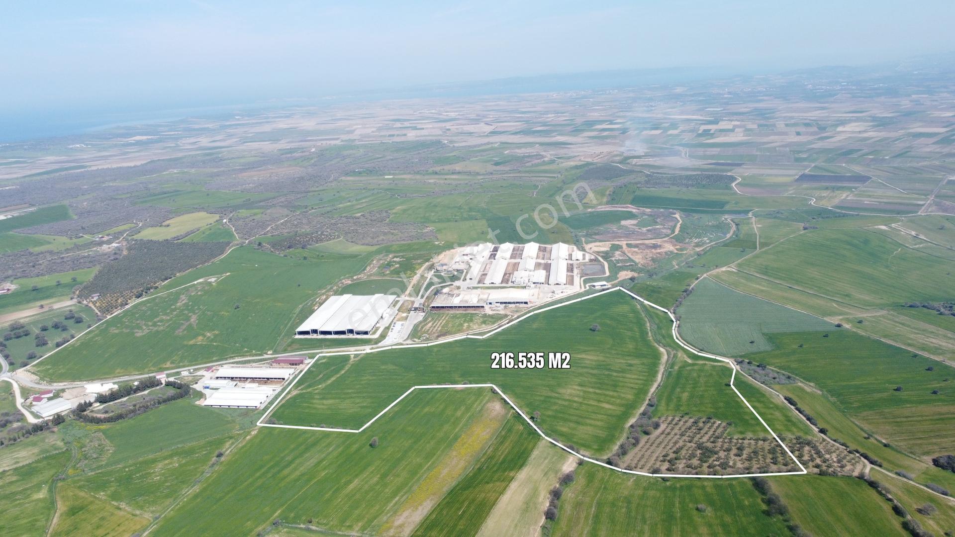 Çanakkale Ezine Üvecik Köyü'nde 216 Dönüm Tek Parça Tarla - Görsel 6