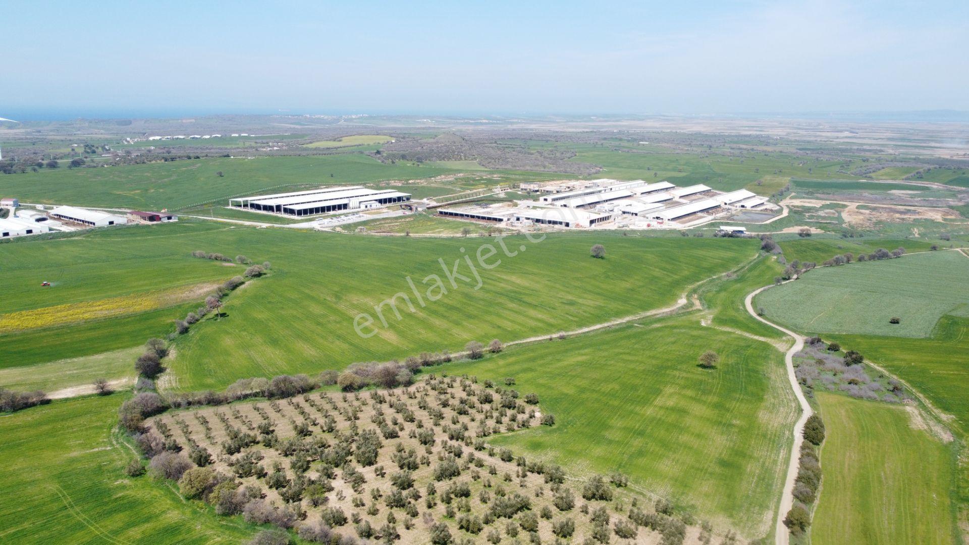 Çanakkale Ezine Üvecik Köyü'nde 216 Dönüm Tek Parça Tarla