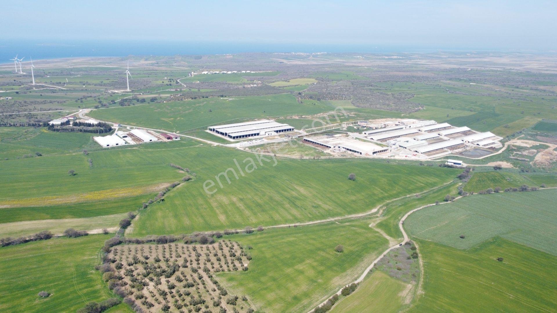 Çanakkale Ezine Üvecik Köyü'nde 216 Dönüm Tek Parça Tarla - Görsel 14