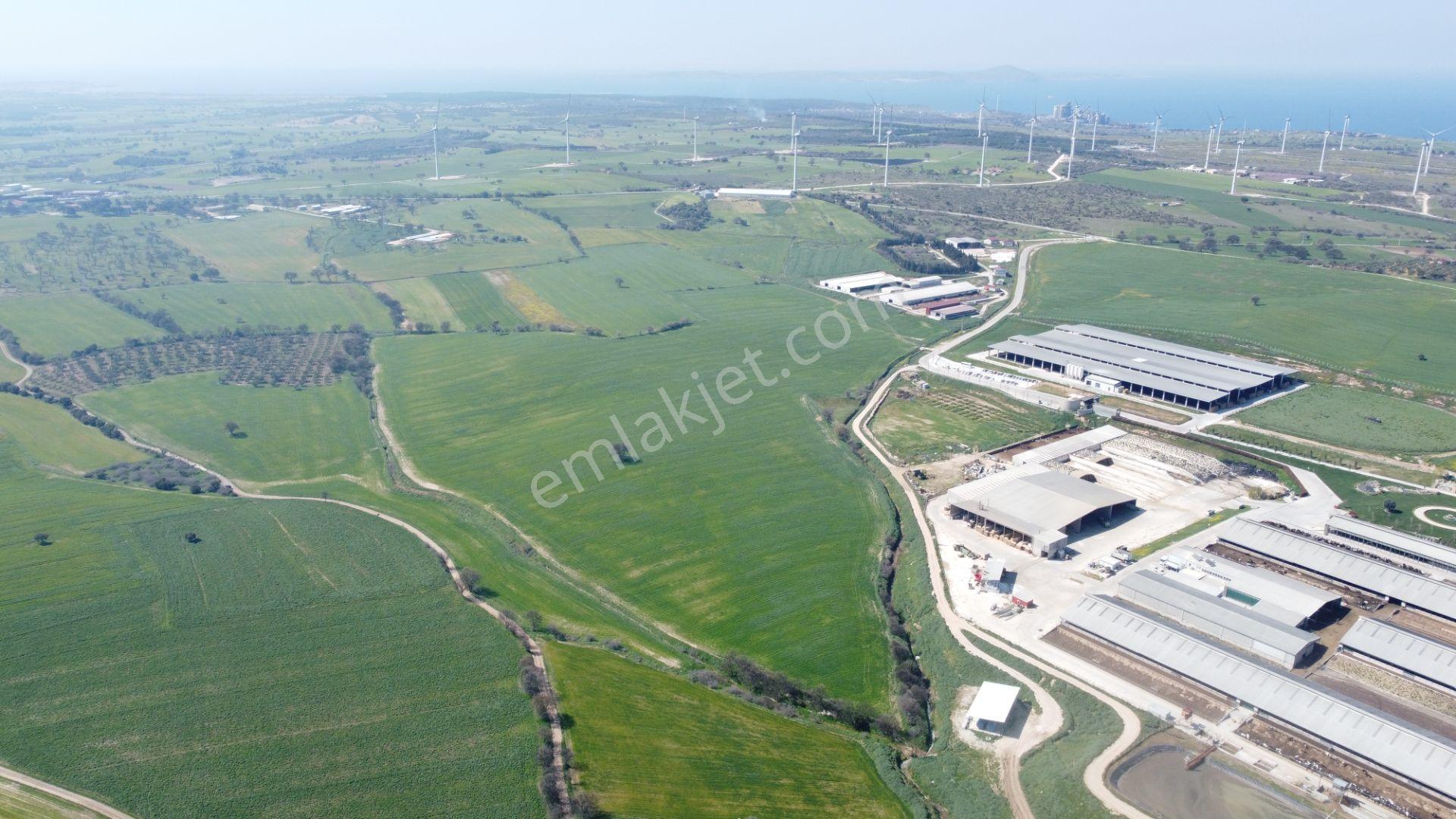 Çanakkale Ezine Üvecik Köyü'nde 216 Dönüm Tek Parça Tarla - Görsel 10