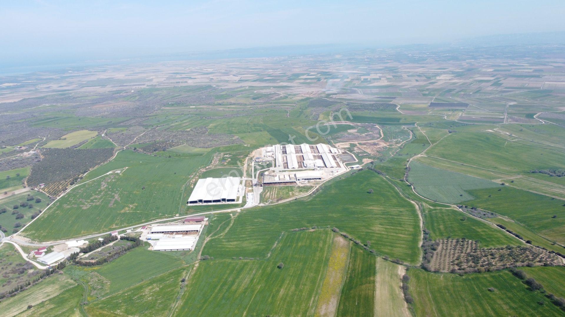 Çanakkale Ezine Üvecik Köyü'nde 216 Dönüm Tek Parça Tarla - Görsel 19