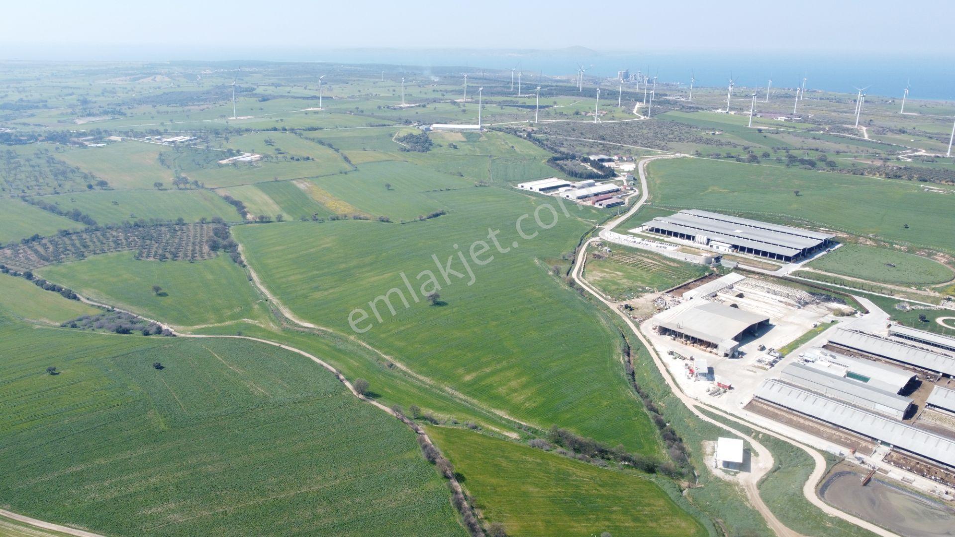 Çanakkale Ezine Üvecik Köyü'nde 216 Dönüm Tek Parça Tarla - Görsel 11