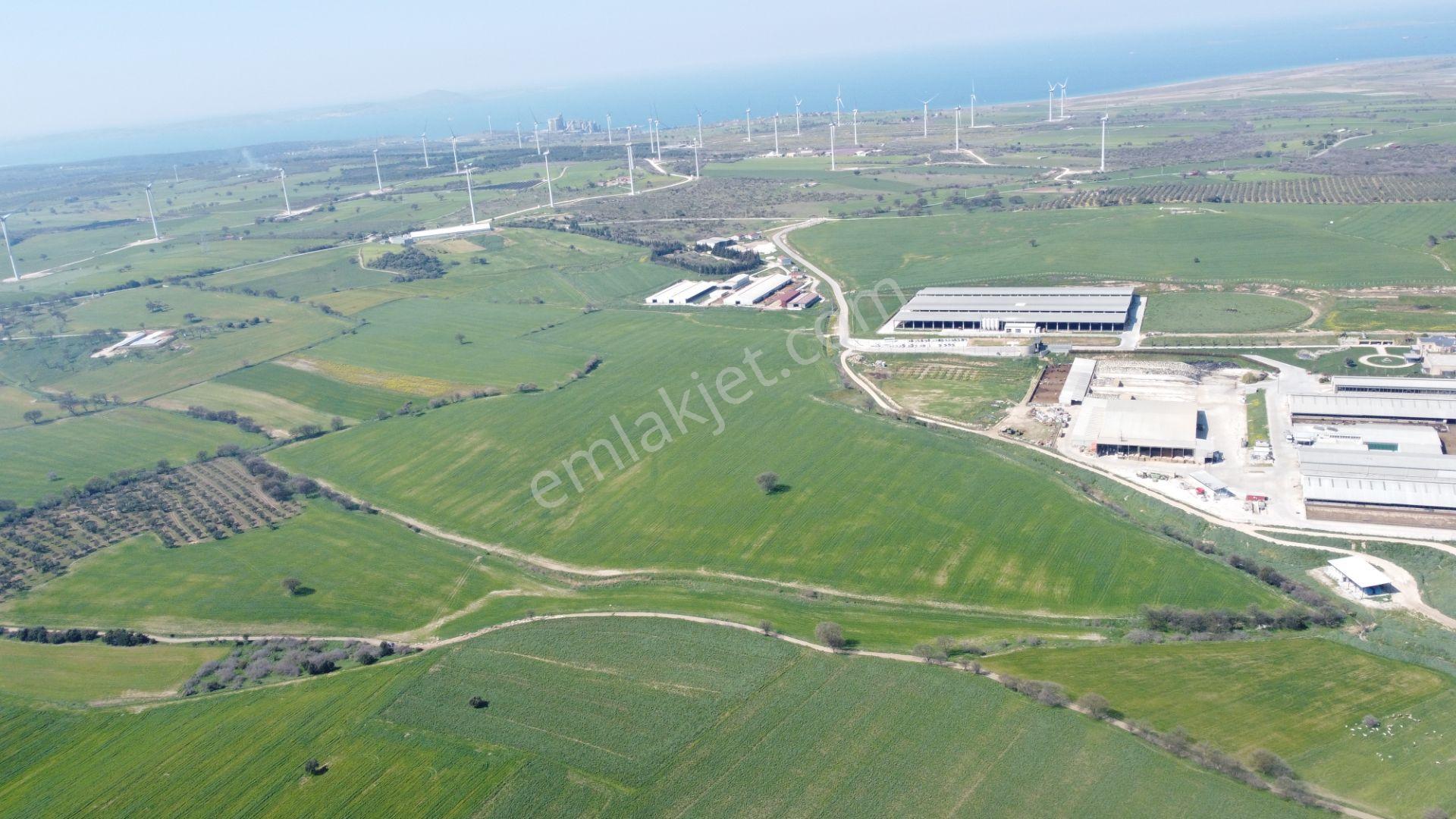 Çanakkale Ezine Üvecik Köyü'nde 216 Dönüm Tek Parça Tarla - Görsel 13