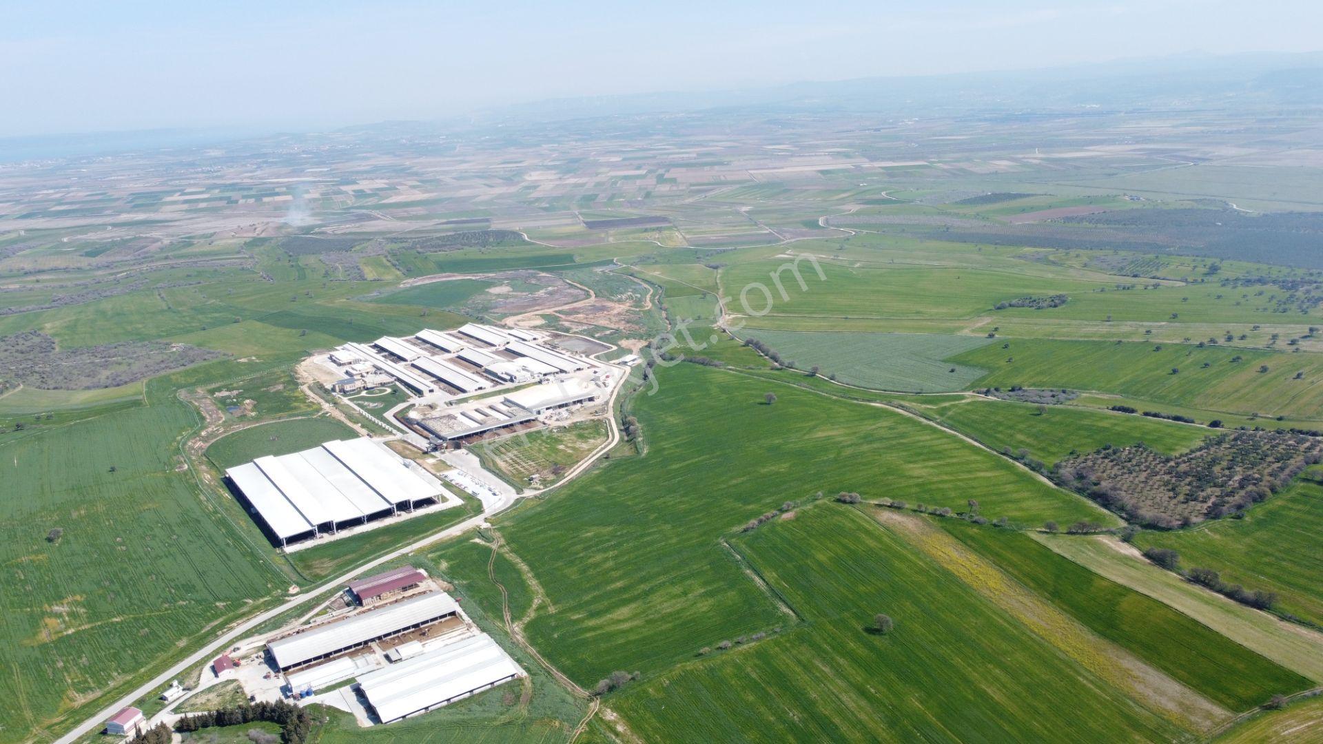 Çanakkale Ezine Üvecik Köyü'nde 216 Dönüm Tek Parça Tarla - Görsel 20