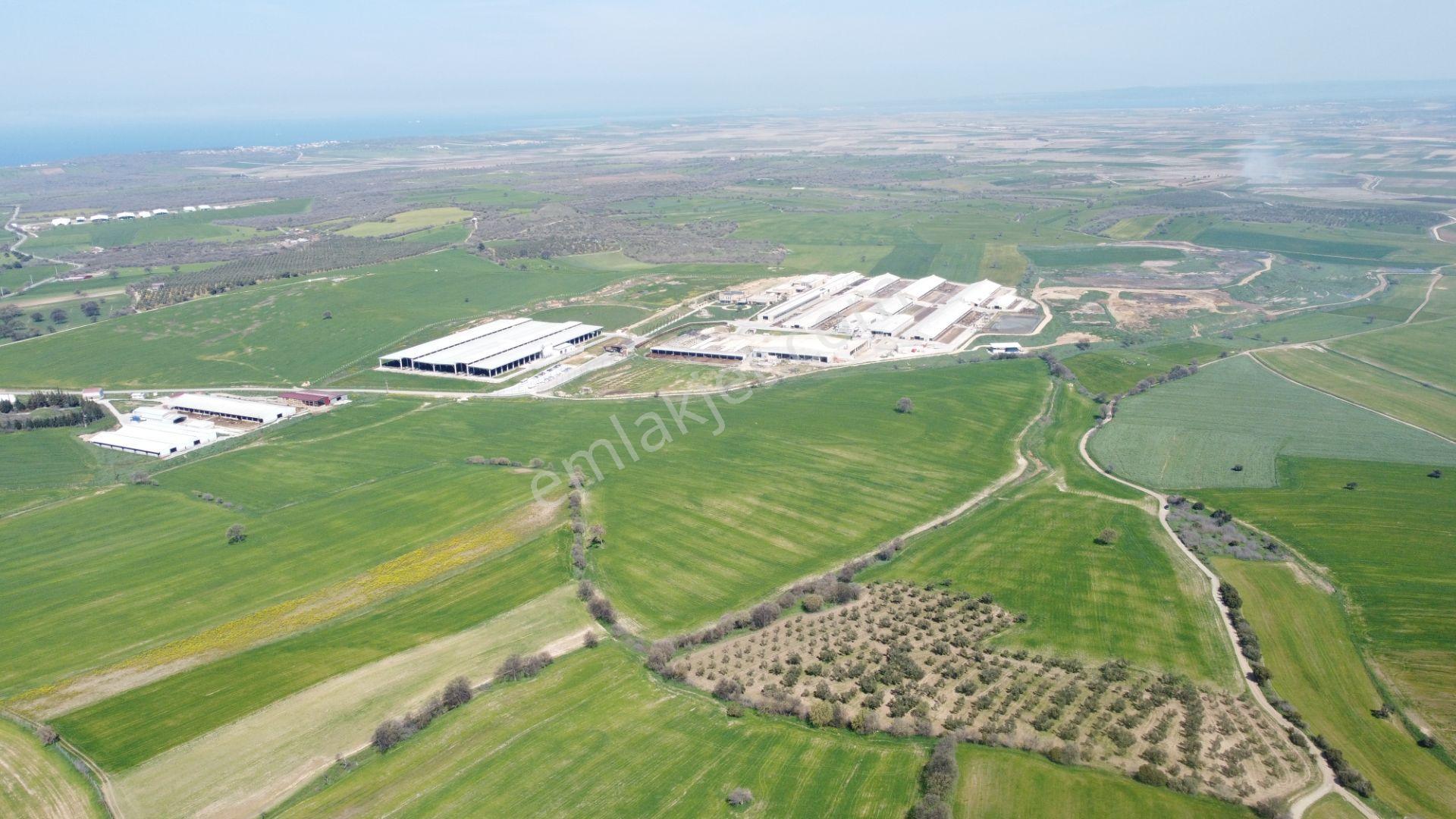 Çanakkale Ezine Üvecik Köyü'nde 216 Dönüm Tek Parça Tarla - Görsel 15