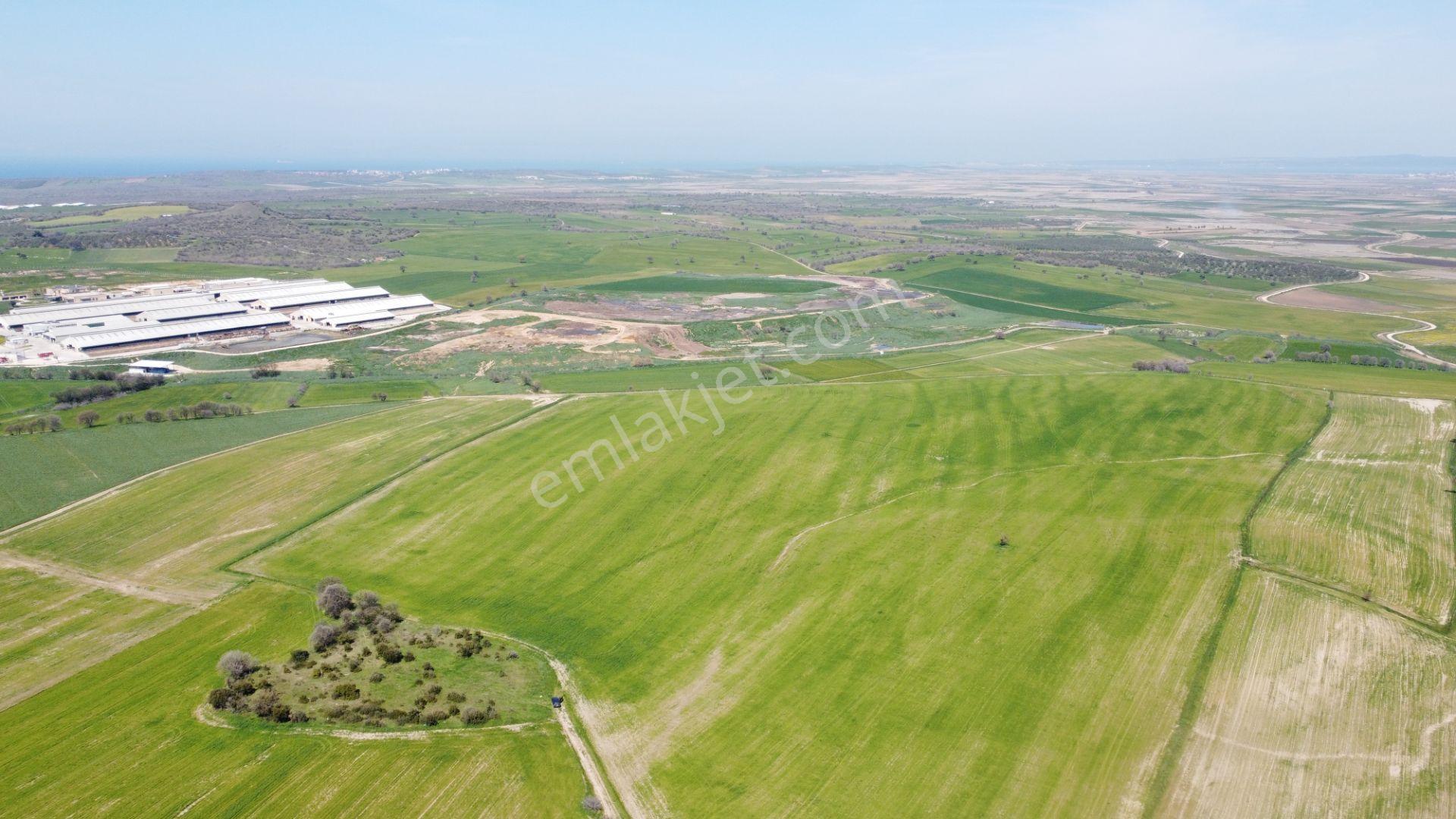 Çanakkale Ezine Üvecik Köyü'nde 150 Dönüm Tek Parça Tarla - Görsel 13