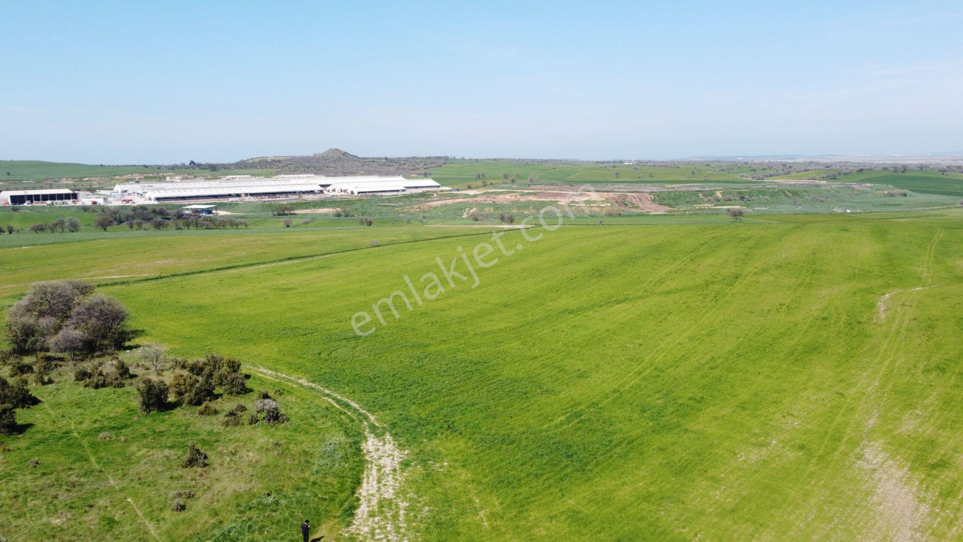 Çanakkale Ezine Üvecik Köyü'nde 150 Dönüm Tek Parça Tarla - Görsel 22
