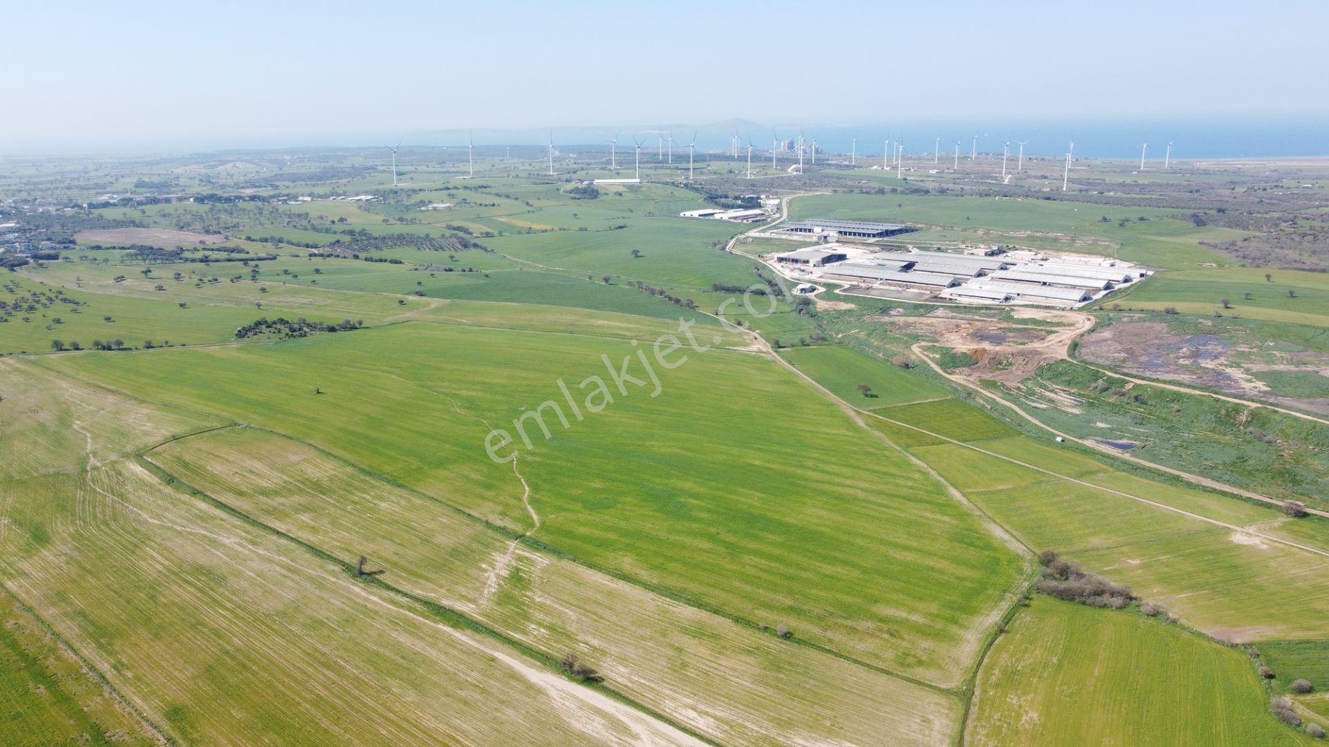 Çanakkale Ezine Üvecik Köyü'nde 150 Dönüm Tek Parça Tarla