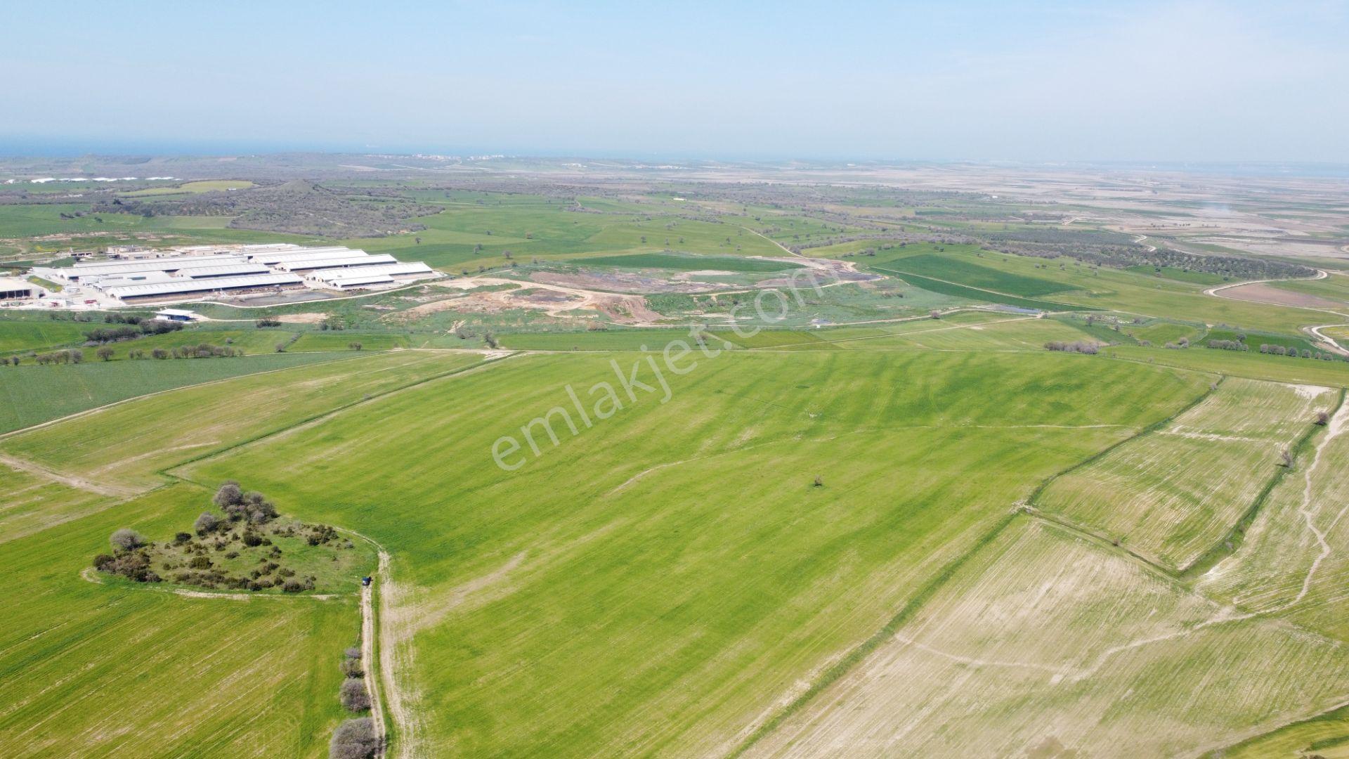 Çanakkale Ezine Üvecik Köyü'nde 150 Dönüm Tek Parça Tarla - Görsel 14