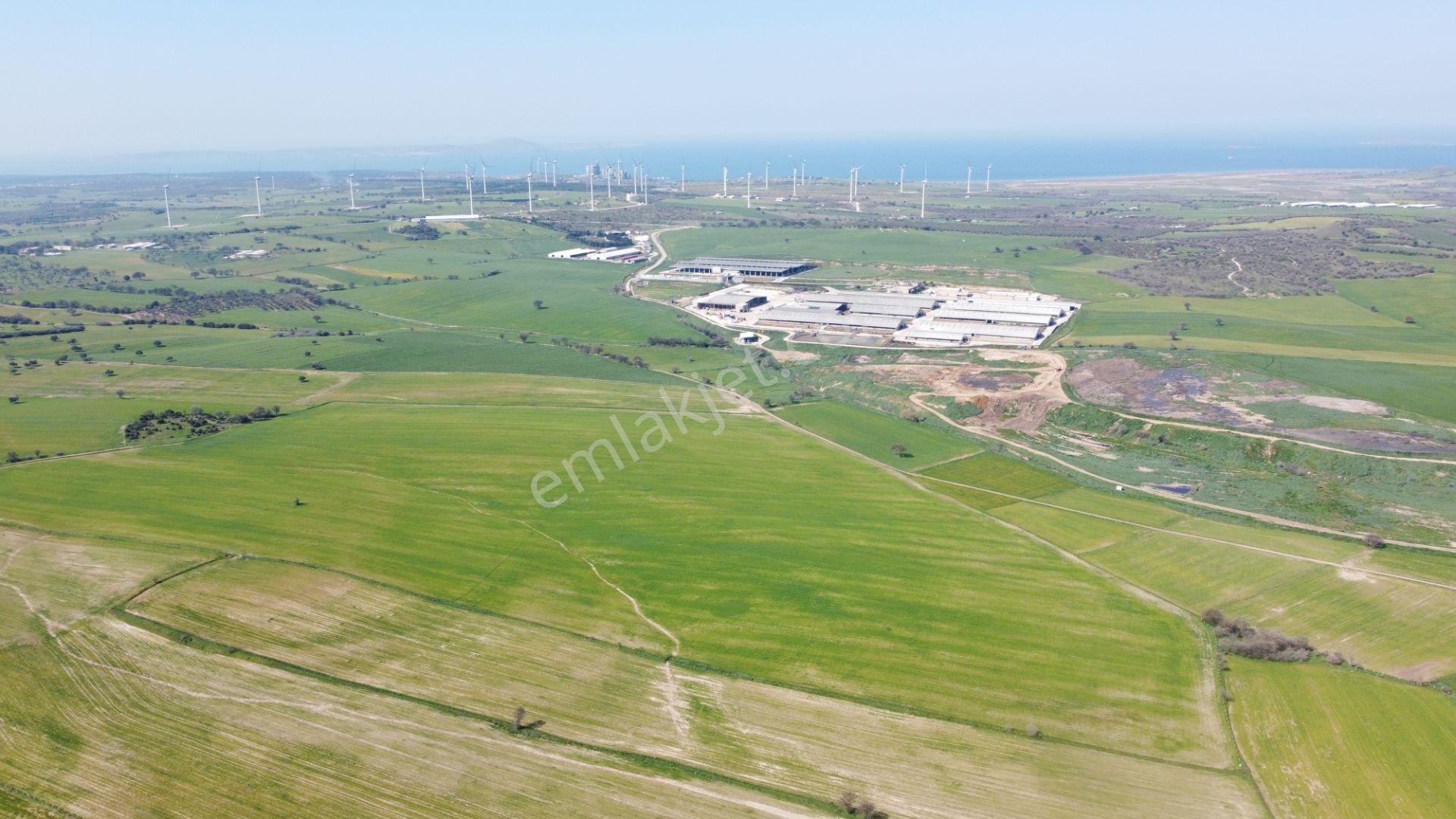 Çanakkale Ezine Üvecik Köyü'nde 150 Dönüm Tek Parça Tarla - Görsel 9