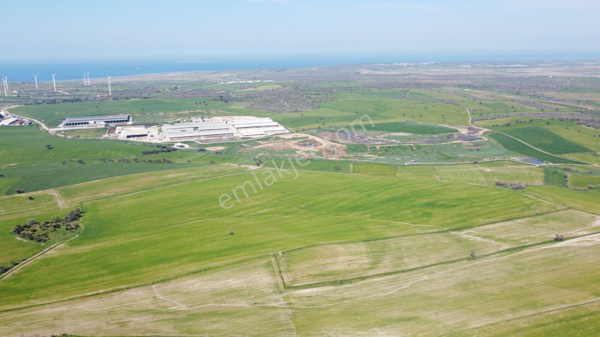 Çanakkale Ezine Üvecik Köyü'nde 150 Dönüm Tek Parça Tarla - Görsel 10