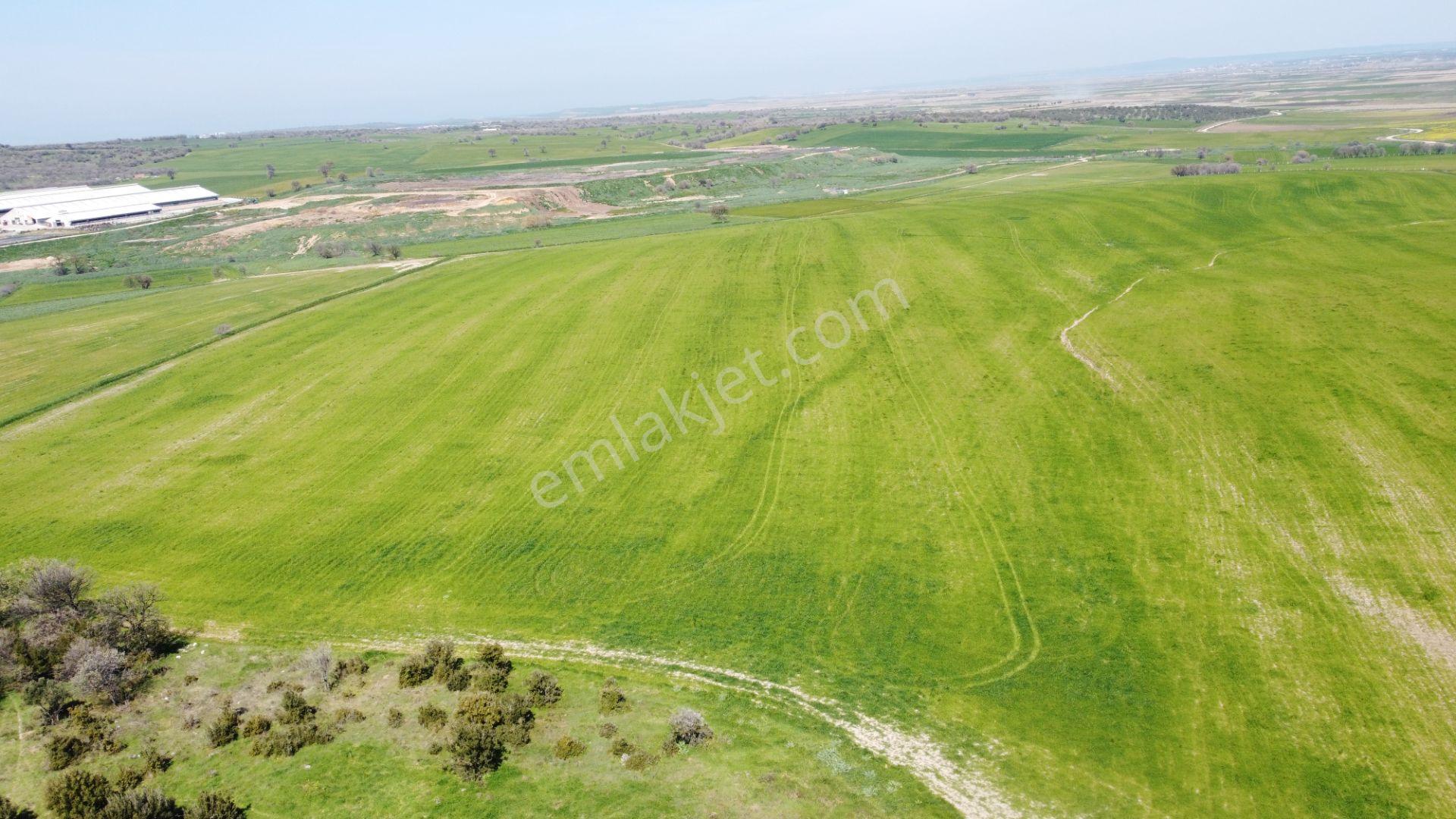 Çanakkale Ezine Üvecik Köyü'nde 150 Dönüm Tek Parça Tarla - Görsel 18