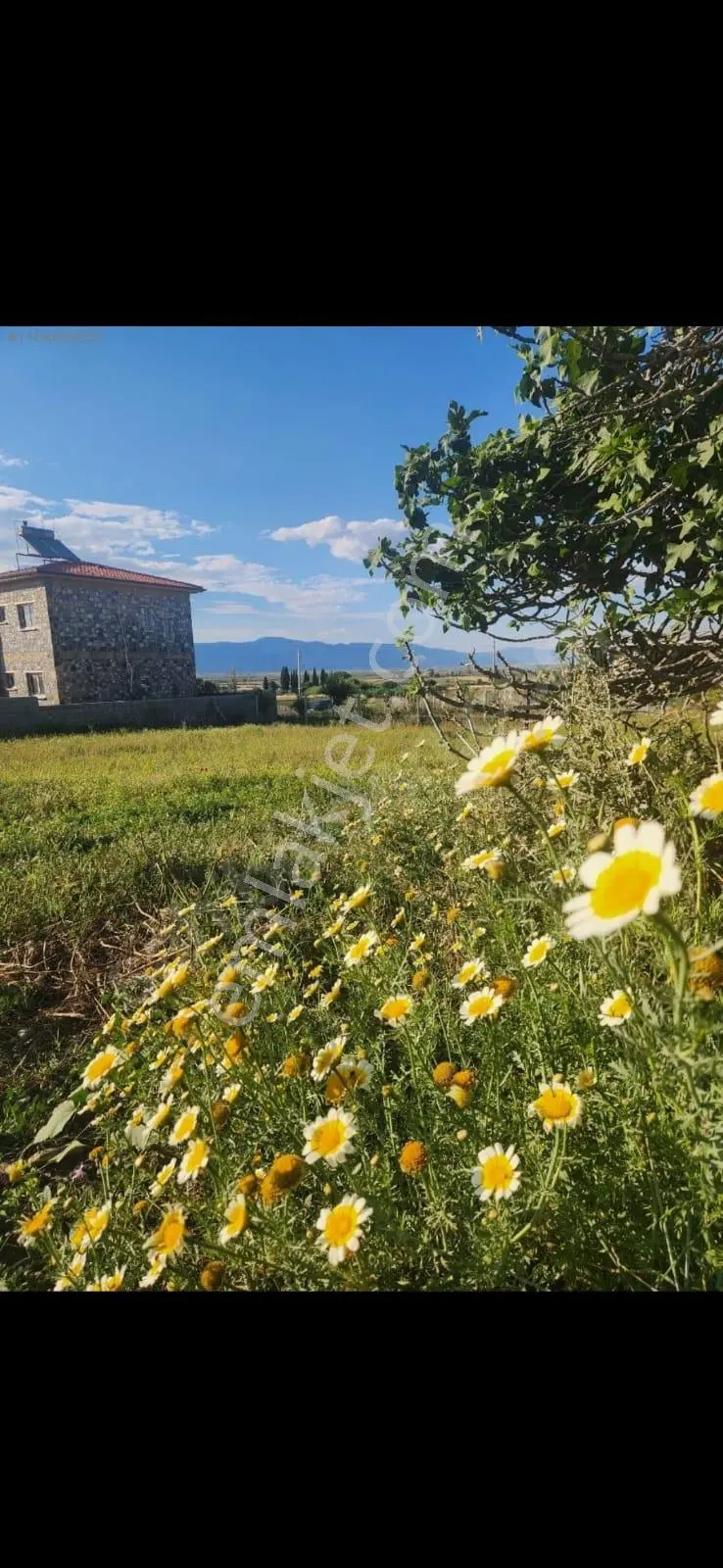 Didim Akyeniköy Köy İçi İmarlı 30/60 Villa İmarlı Ulaşıma Yakın! 500 M2 - Görsel 5