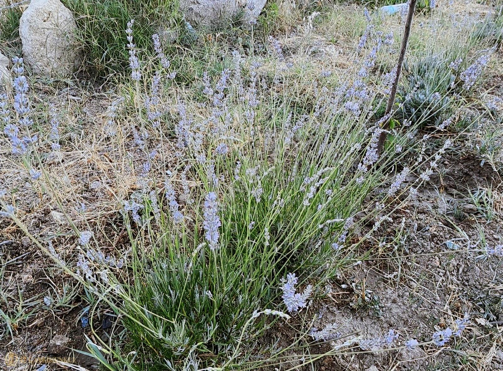 Çanakkale Kumkalede Satılık Arsa - More