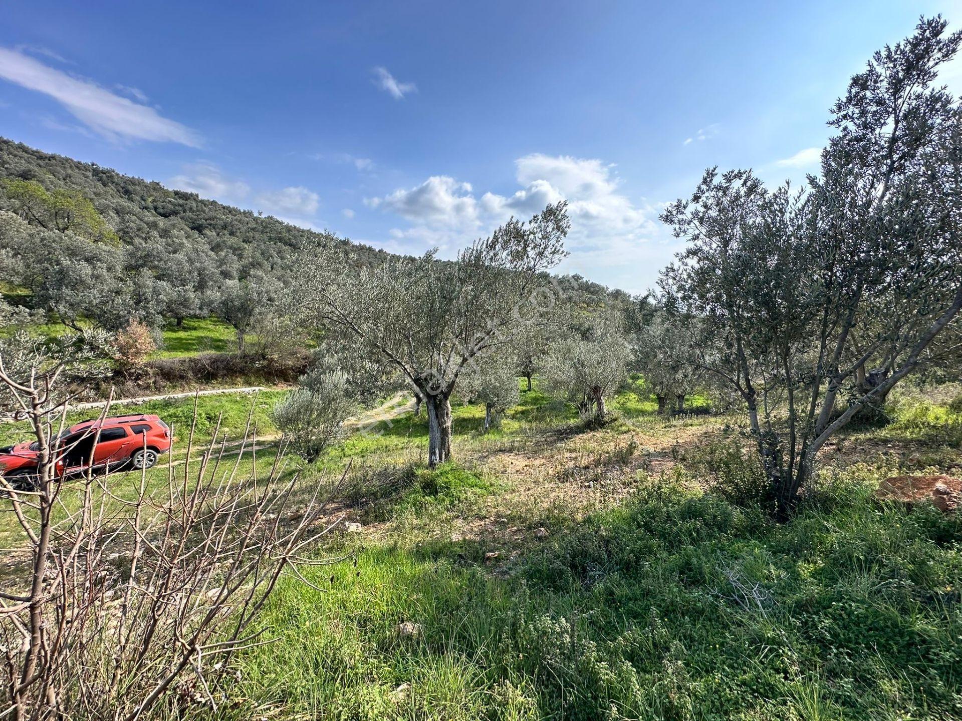 ▀mera Emlaktan Beyoba Köyü Müstakil Tapulu 6.650m2 Zeytinlik - Görsel 27