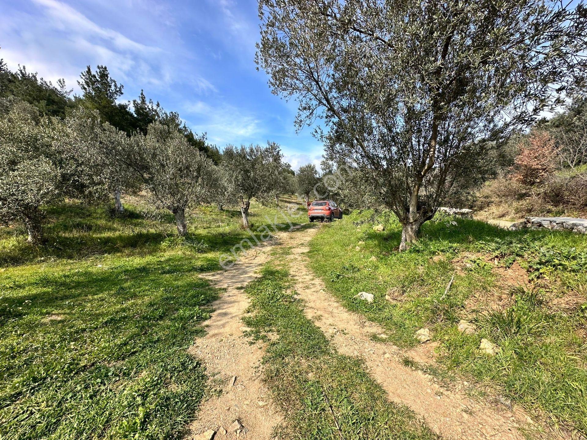 ▀mera Emlaktan Beyoba Köyü Müstakil Tapulu 6.650m2 Zeytinlik - Görsel 30