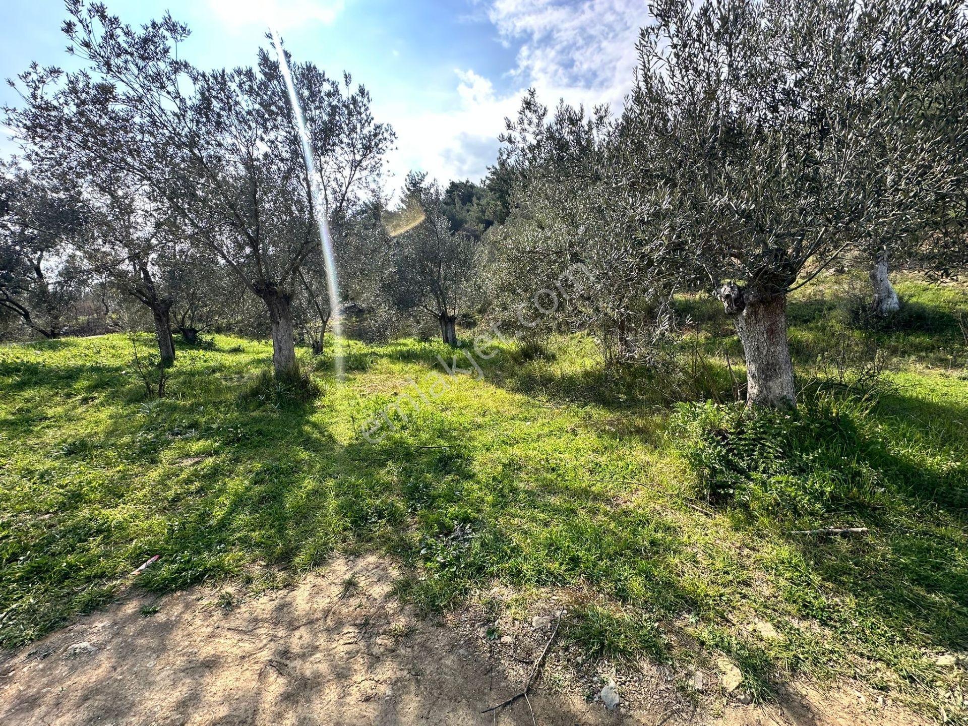 ▀mera Emlaktan Beyoba Köyü Müstakil Tapulu 6.650m2 Zeytinlik - Görsel 4